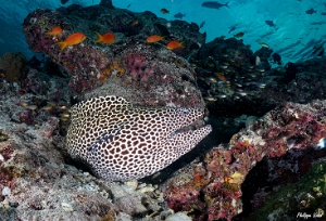 Maldives 2021 - Murene leopard  - Blackspotted morey  - Gymnothorax favagineus -  DSC00837_rc